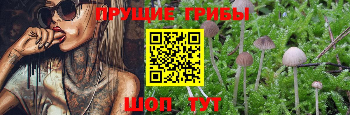 Галлюциногенные грибы прущие грибы Сегежа